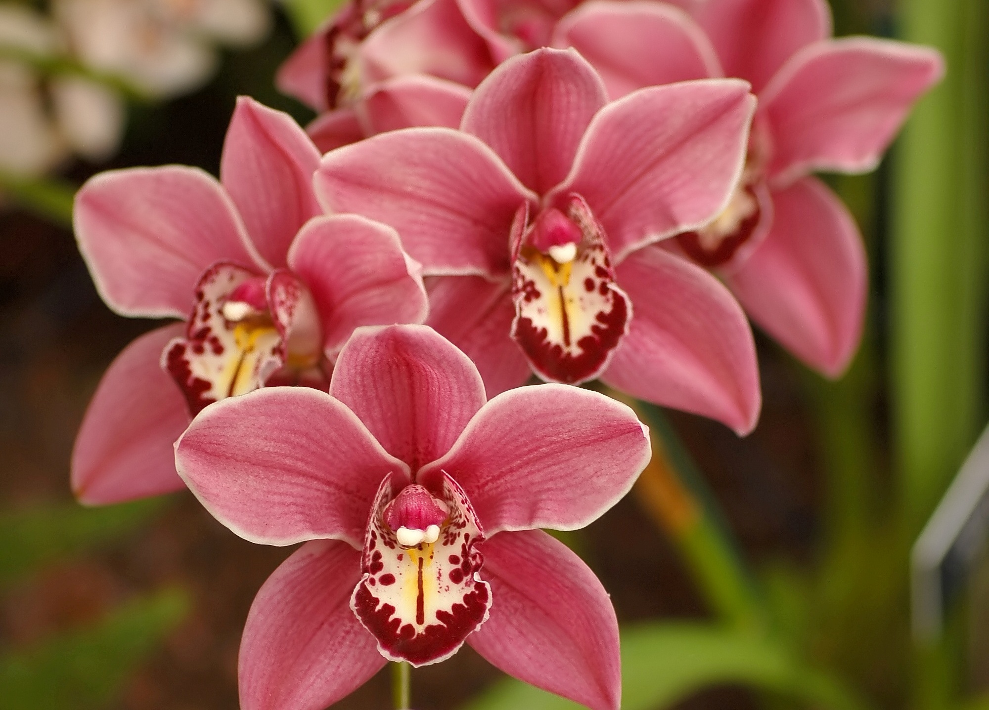 Экскурсия «Орхидеи. Закрытые оранжереи